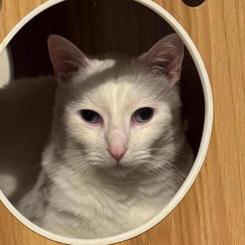 Minion, a Adoptable Domestic Short Hair in Colorado Springs, CO image 4/6