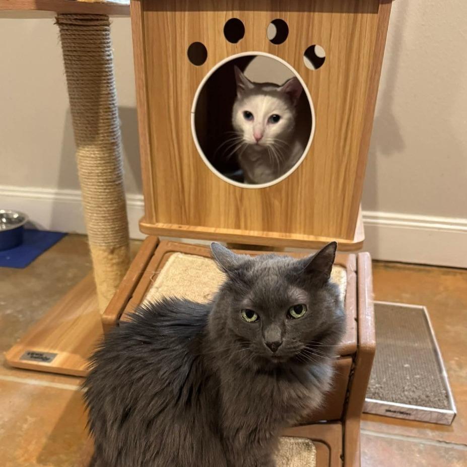 Minion, a Adoptable Domestic Short Hair in Colorado Springs, CO image 5/6