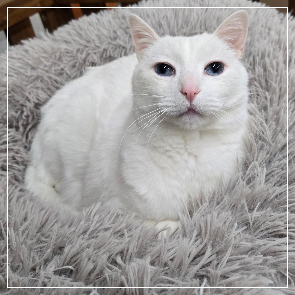 Minion, a Adoptable Domestic Short Hair in Colorado Springs, CO image 6/6