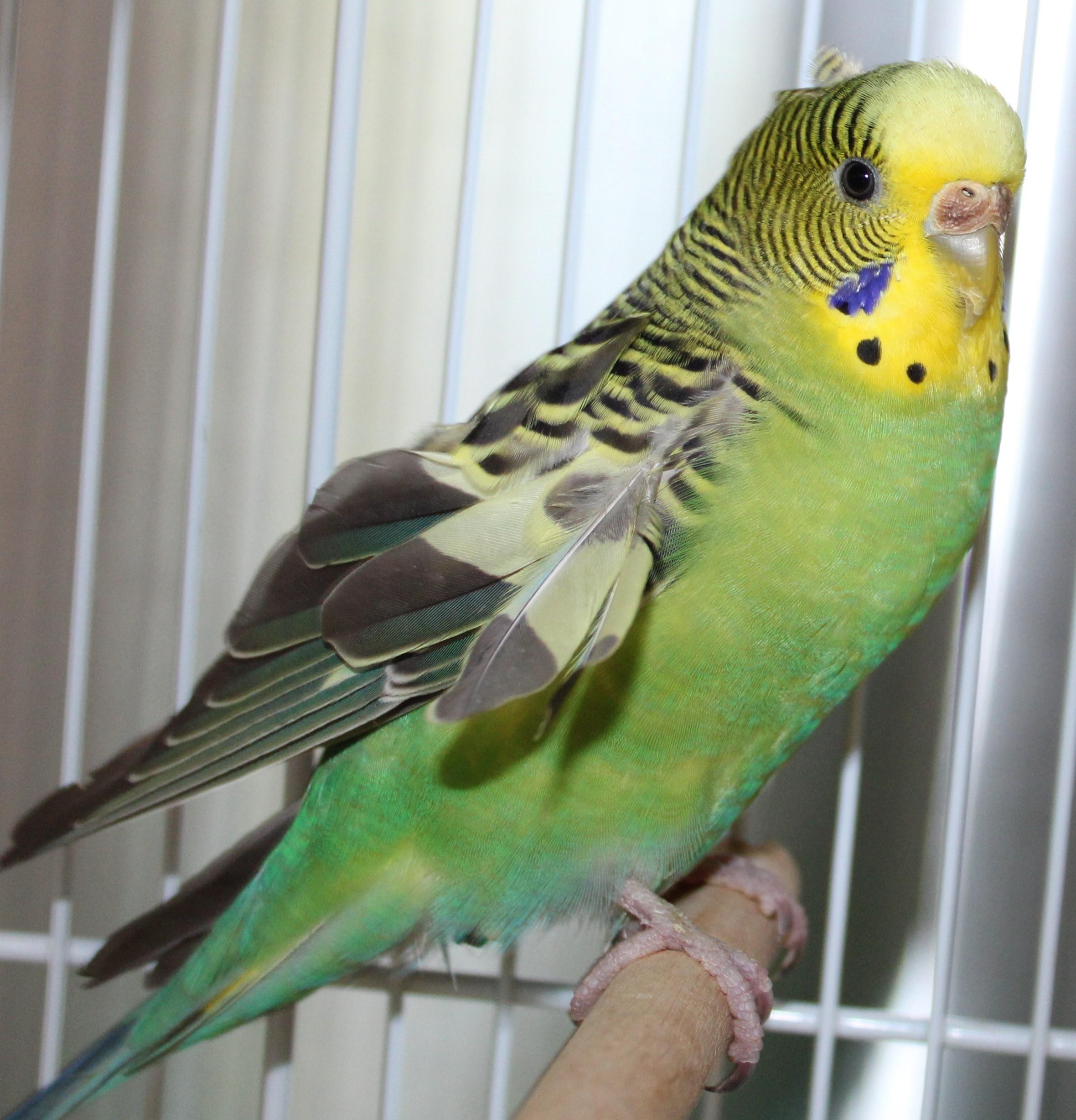 Kris, adopted, Adult Female Budgie / Budgerigar.