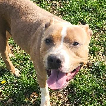 Pudge, Adoptable, Adult Male Mixed Breed.