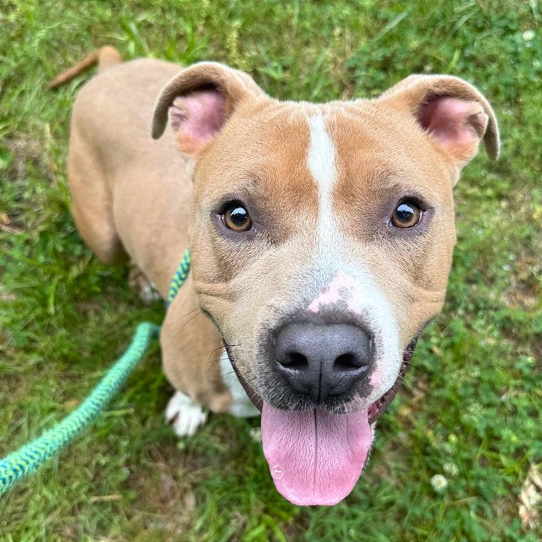Enlarge Pudge, a Adoptable Mixed Breed in Chattanooga, TN image 2/6