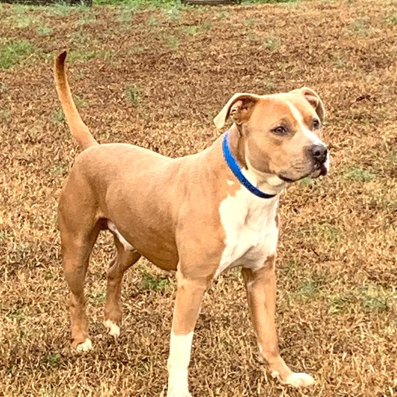 Enlarge Pudge, a Adoptable Mixed Breed in Chattanooga, TN image 3/6