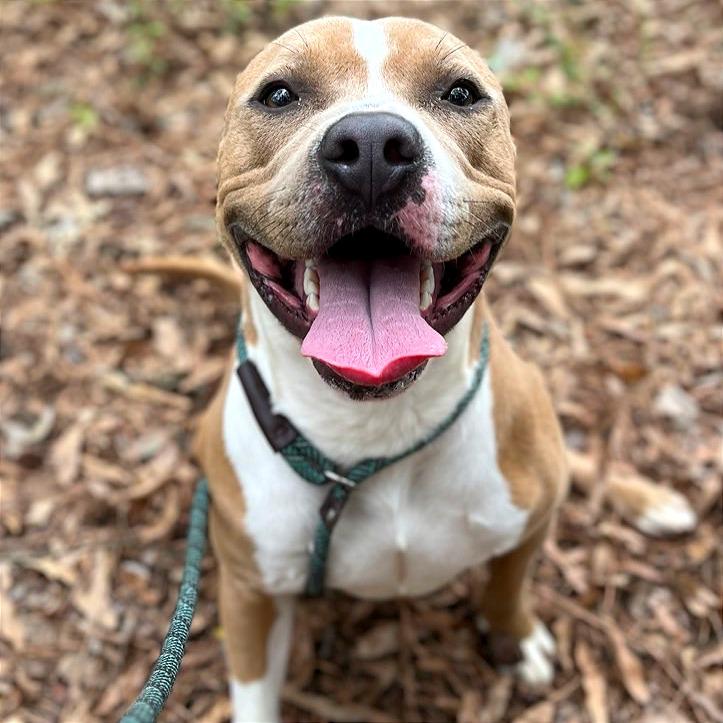 Enlarge Pudge, a Adoptable Mixed Breed in Chattanooga, TN image 4/6