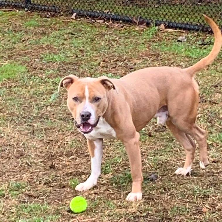 Enlarge Pudge, a Adoptable Mixed Breed in Chattanooga, TN image 5/6