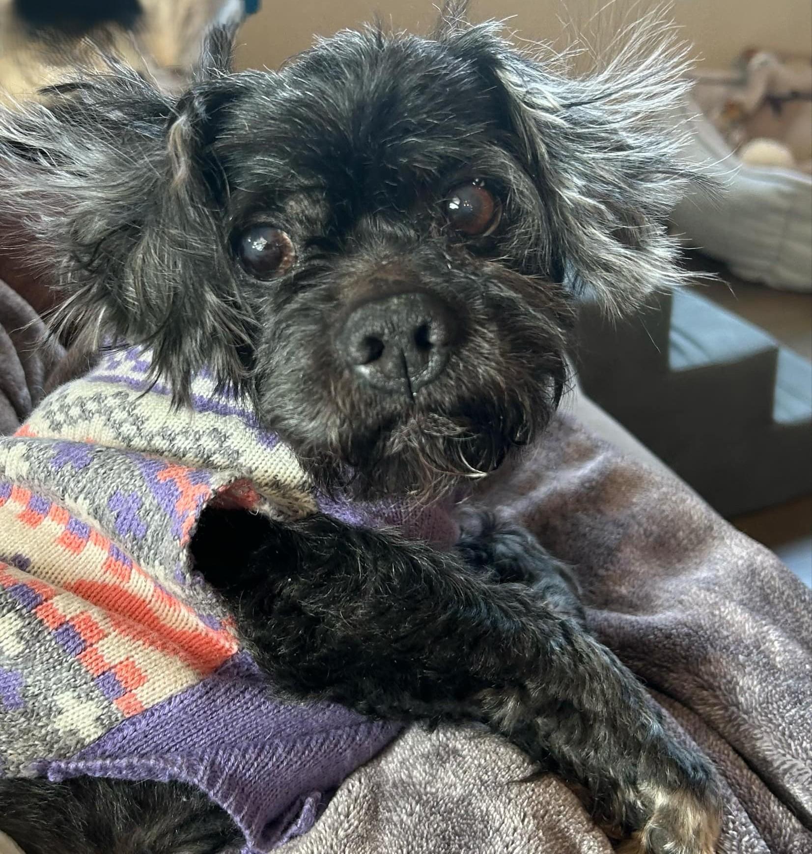 Henry, Adopted, Adult Male Shih Tzu.