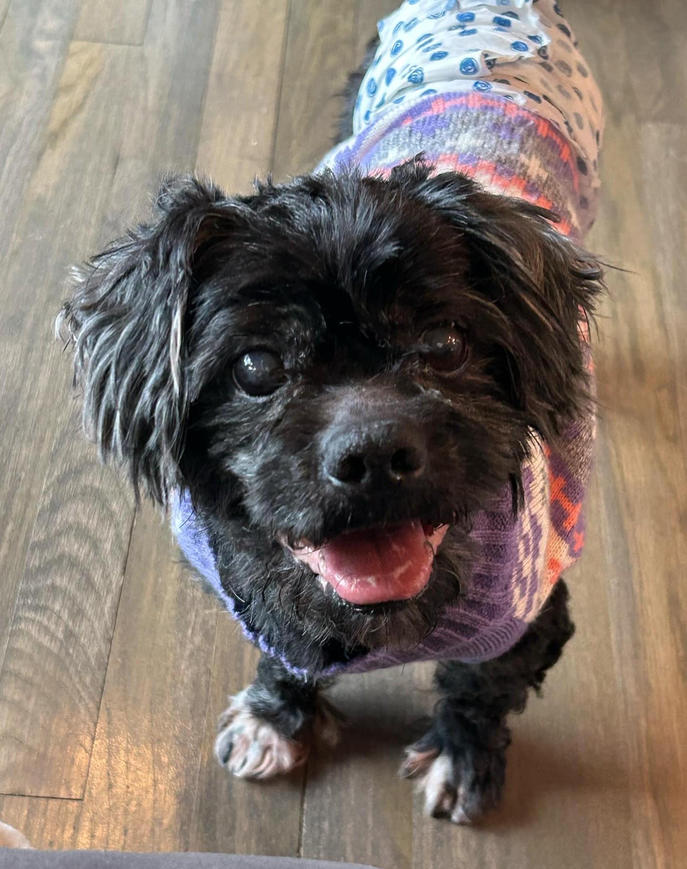 Enlarge Henry, a Adopted mixed breed in Merrill, WI image 2/3