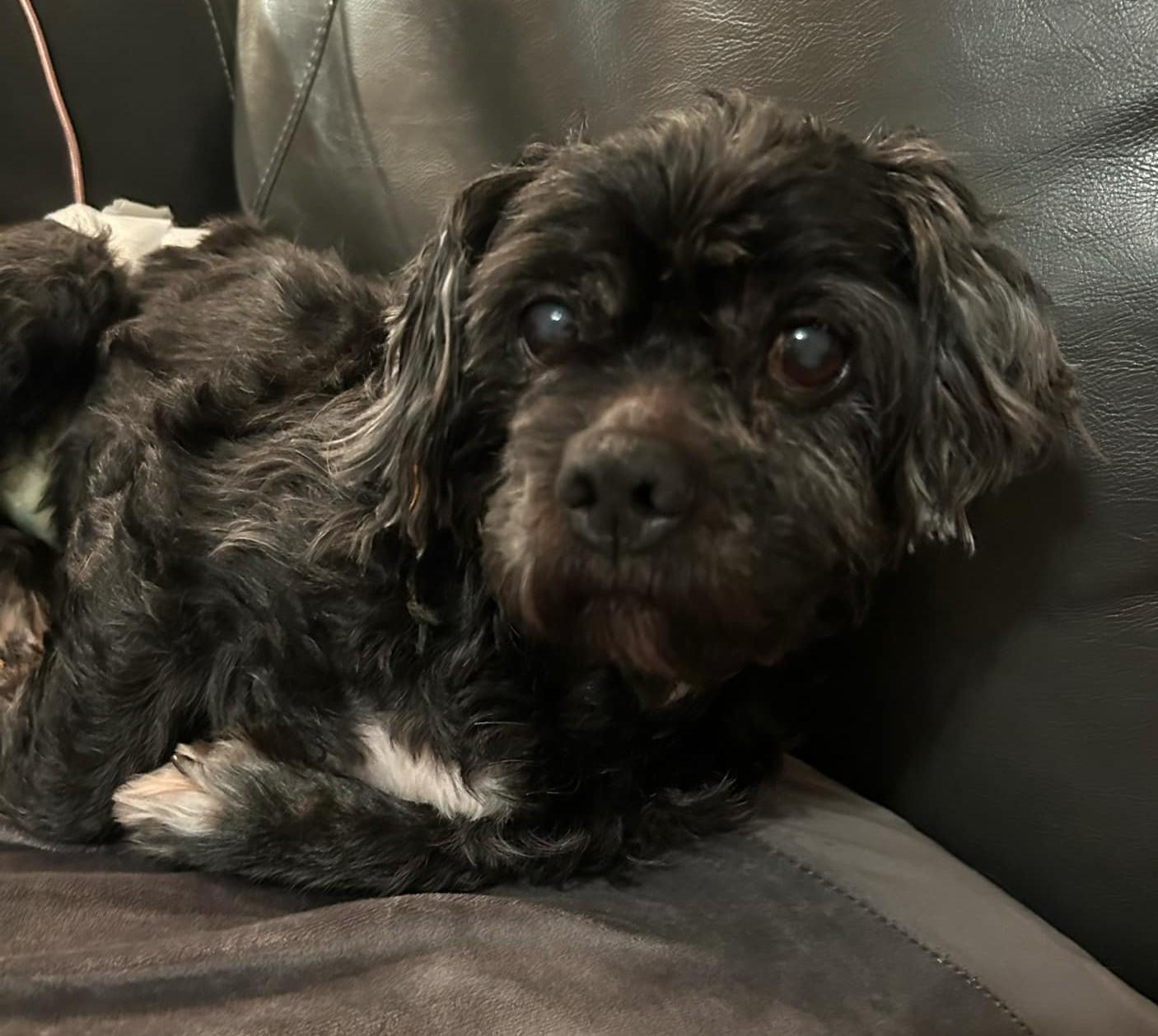 Enlarge Henry, a Adopted mixed breed in Merrill, WI image 3/3