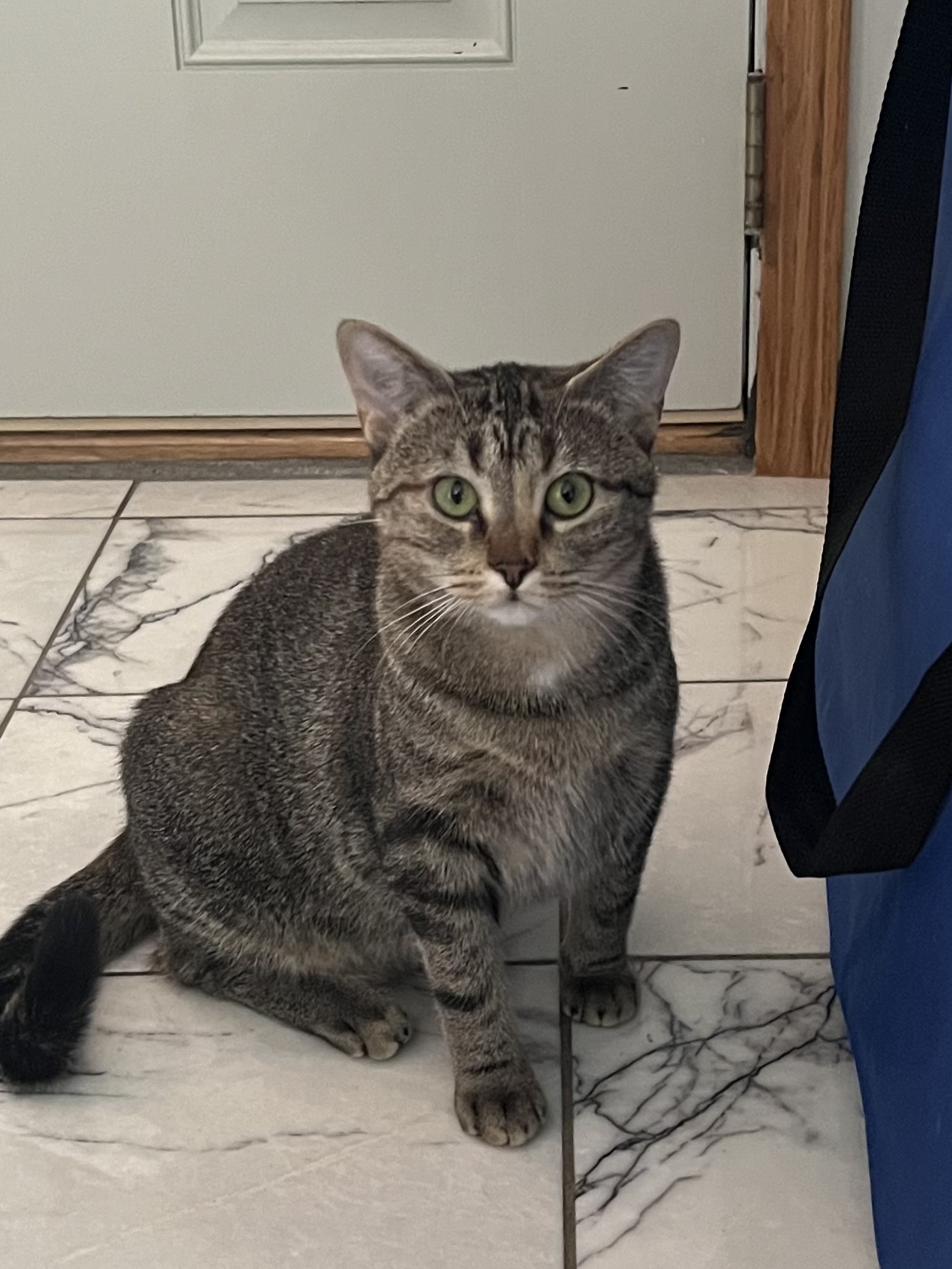 Princess - BONDED WITH BLAZIE, Adult Female Domestic Short Hair