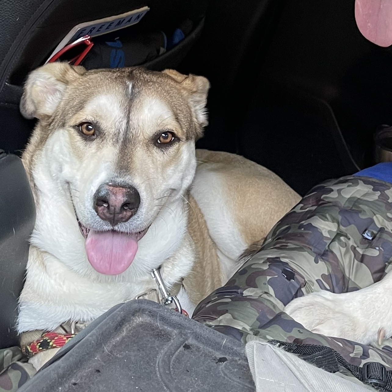 COCO (bonded with Moko)