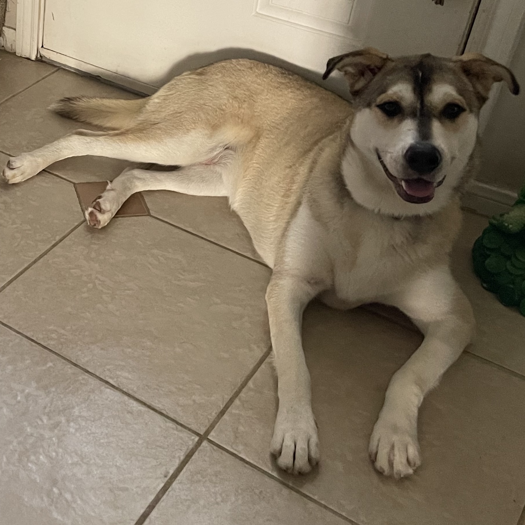 COCO (bonded with Moko) — thumbnail 2