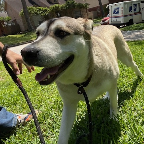 COCO (bonded with Moko) — thumbnail 3