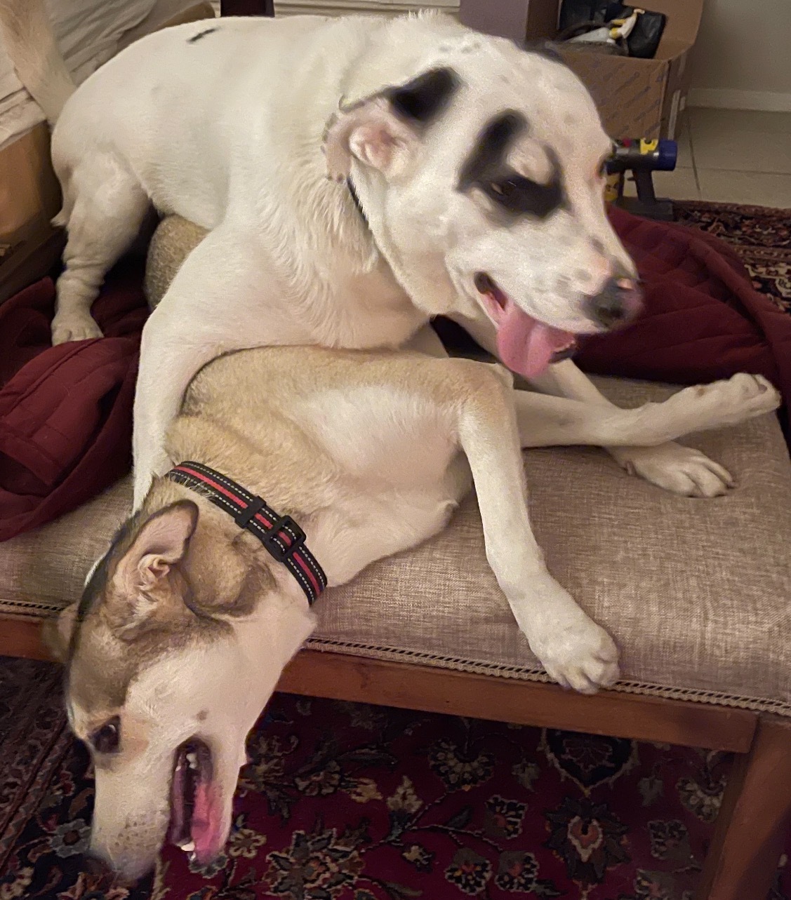 COCO (bonded with Moko) 4