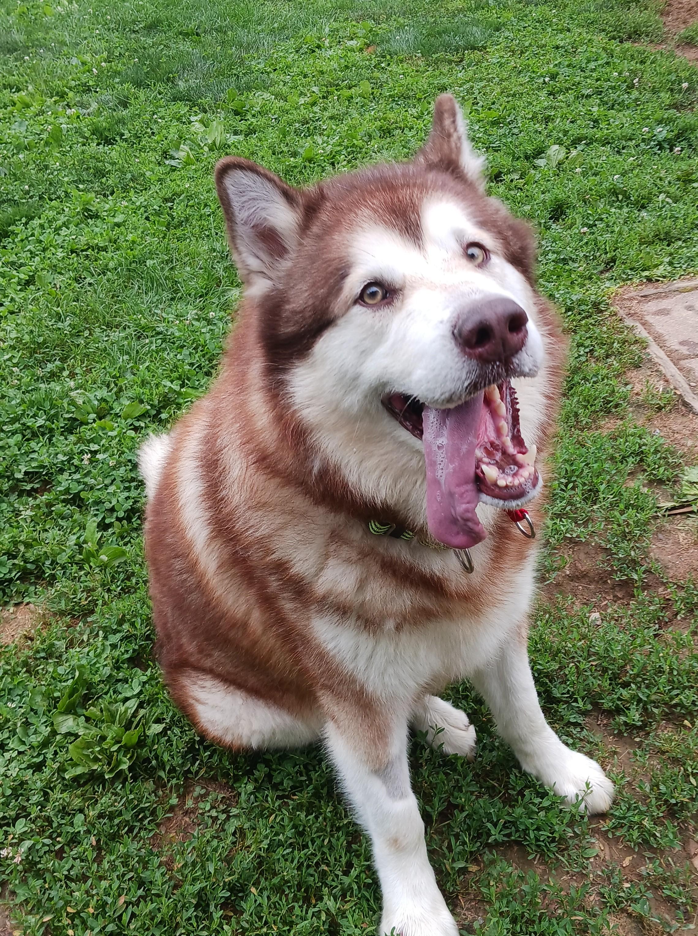 Timber, a Adopted Alaskan Malamute in Gaithersburg, MD image 1/2