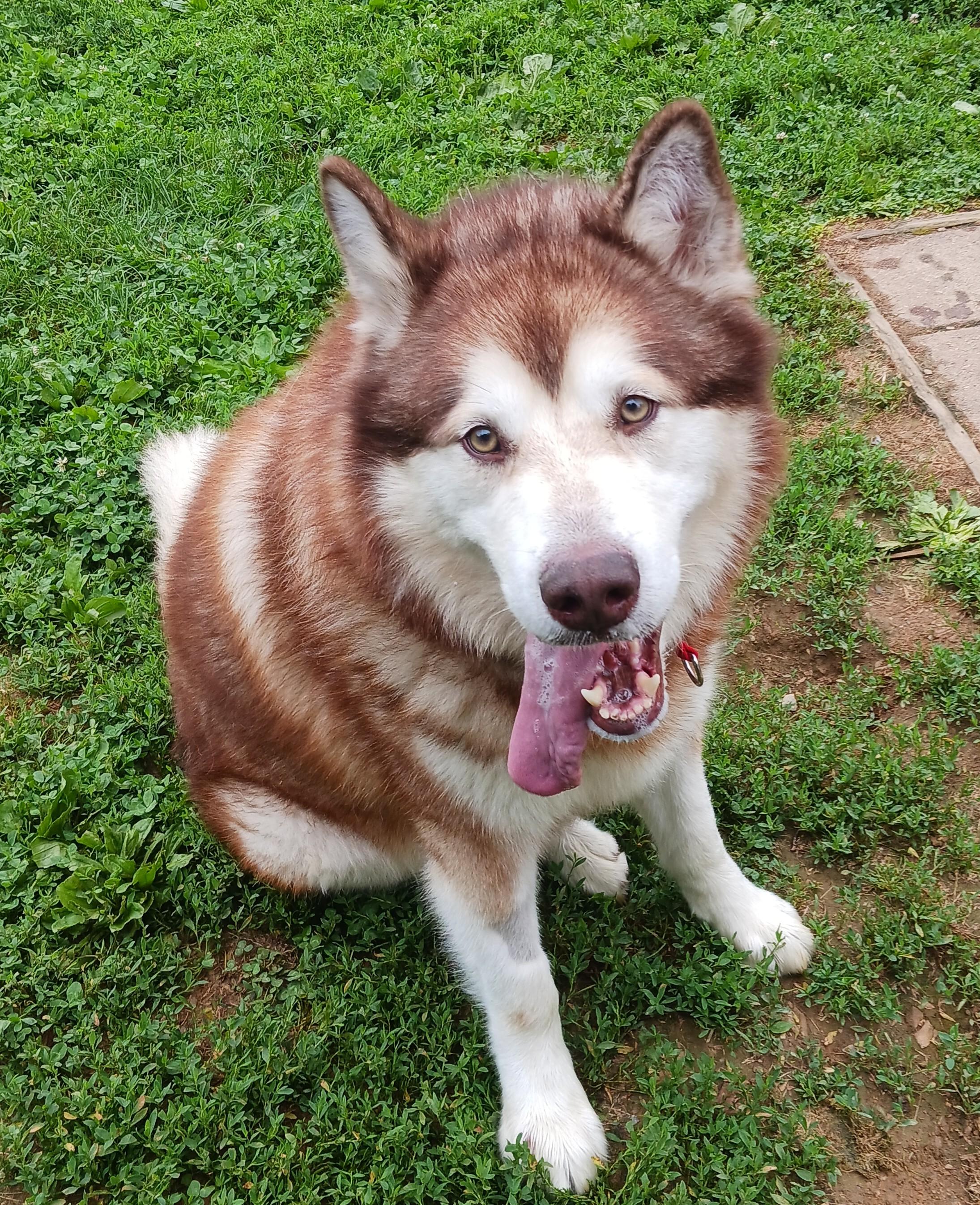 Timber, a Adopted Alaskan Malamute in Gaithersburg, MD image 2/2