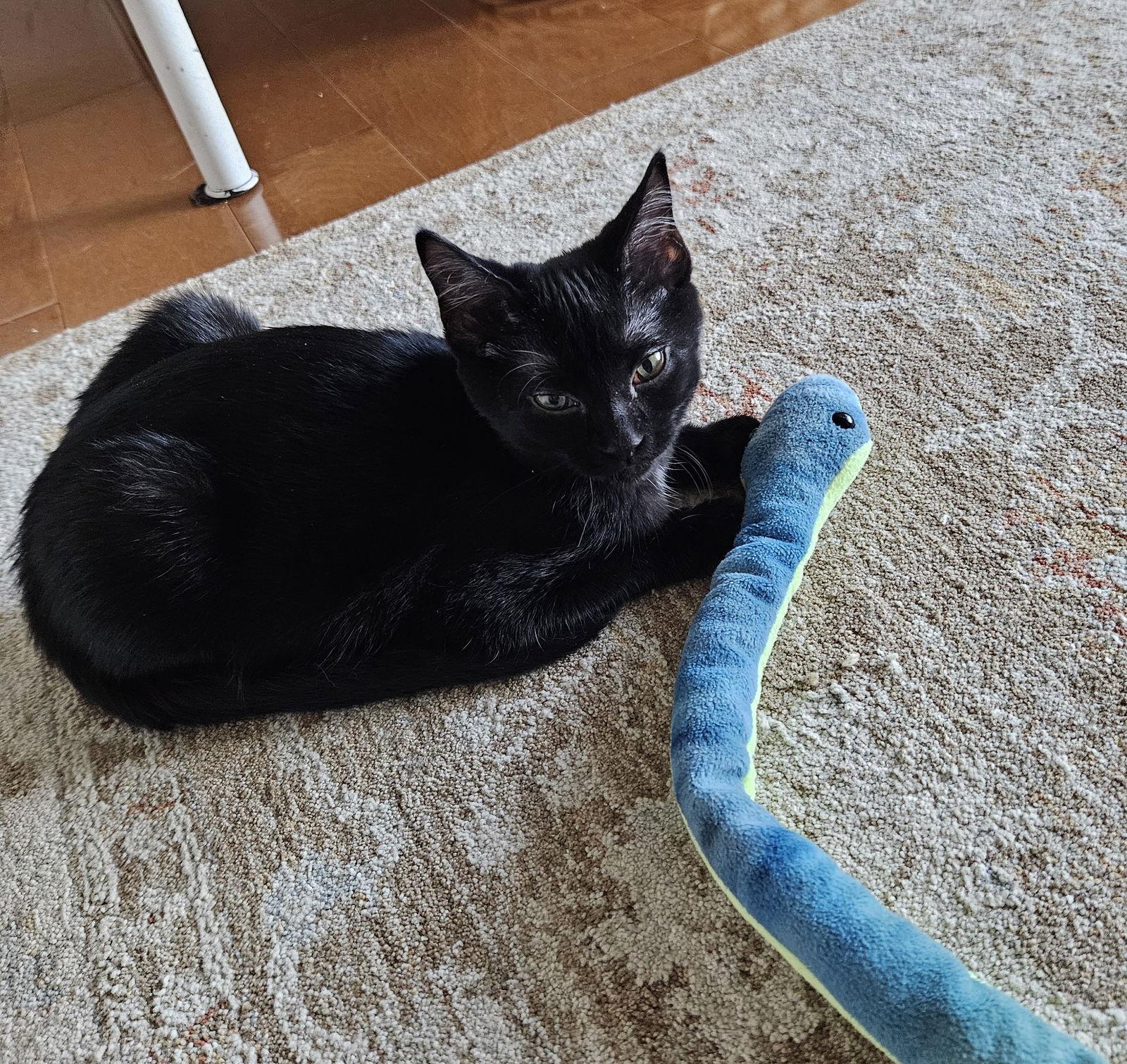 Lettie, Adoptable, Kitten Female Domestic Short Hair.