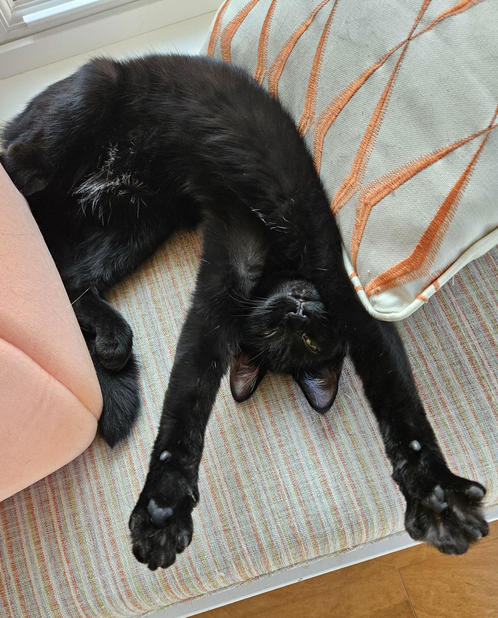 Enlarge Lettie, a Adoptable Domestic Short Hair in Traverse City, MI image 2/3