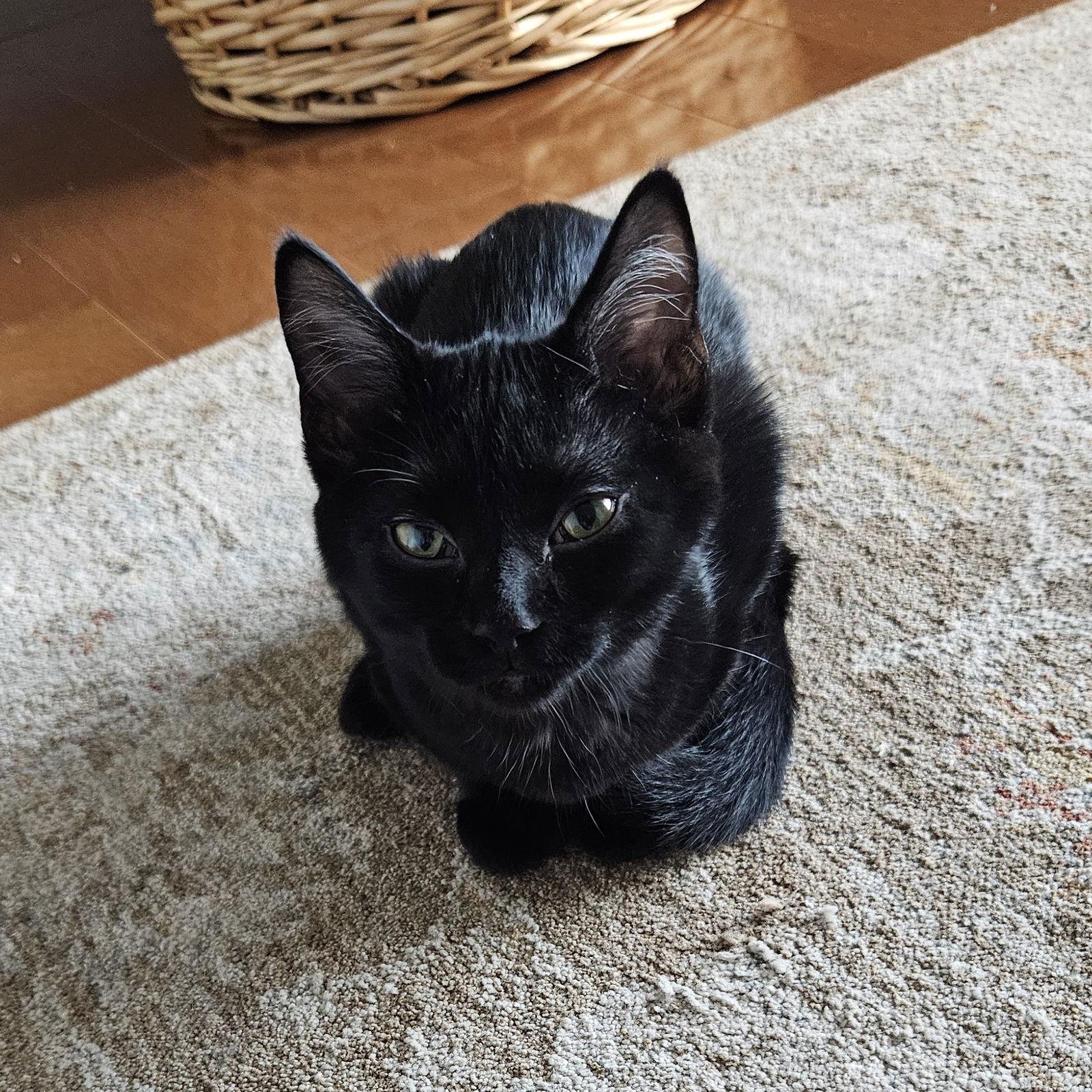 Enlarge Lettie, a Adoptable Domestic Short Hair in Traverse City, MI image 3/3