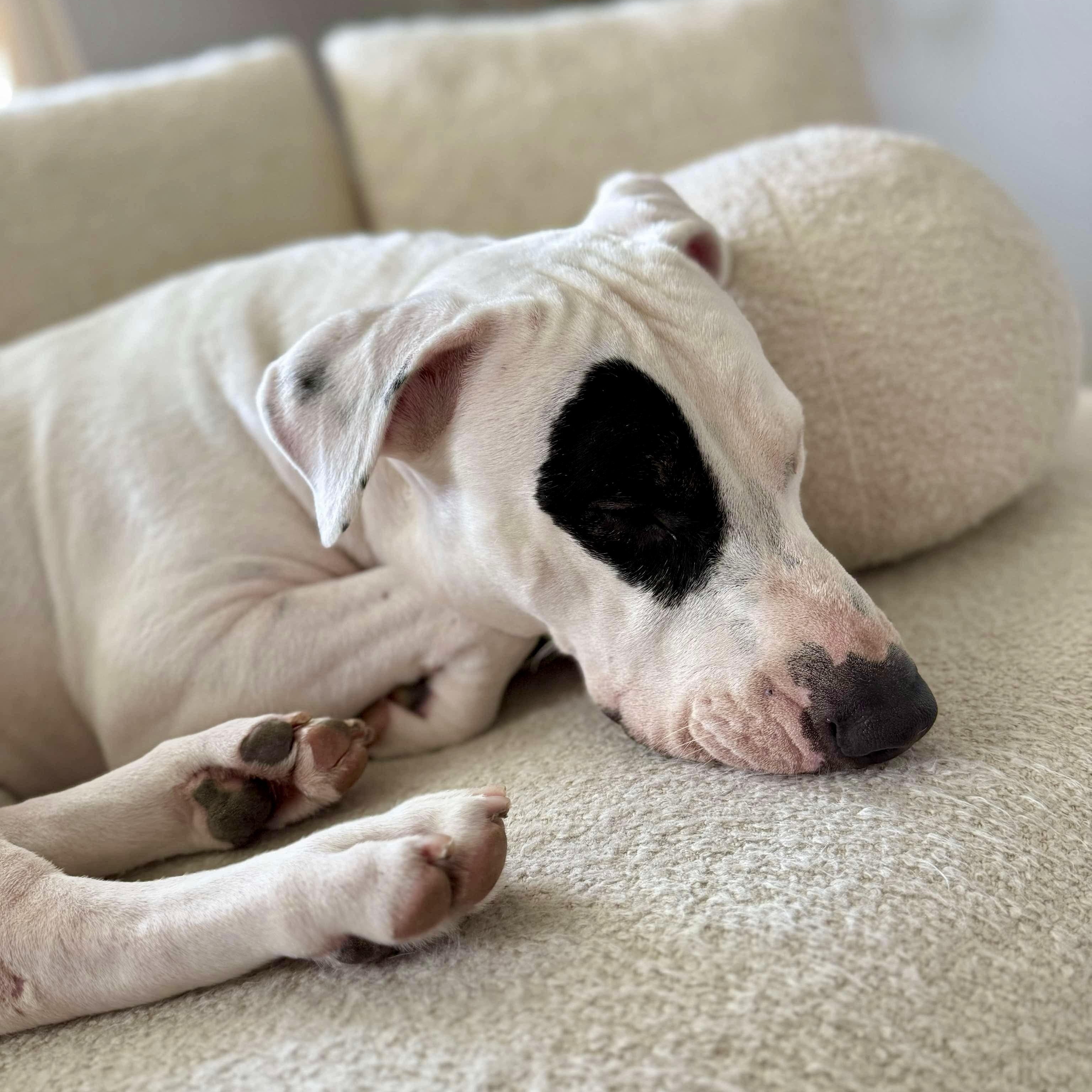 Patch, Adoptable, Young Female Pit Bull Terrier & Bull Terrier.