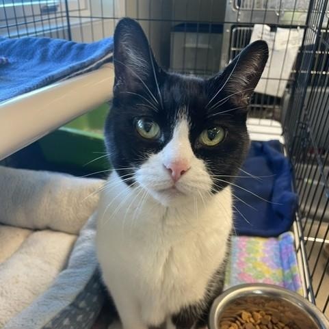 Enlarge Lola, a ADOPTABLE Domestic Short Hair in Attleboro, MA image 1/3