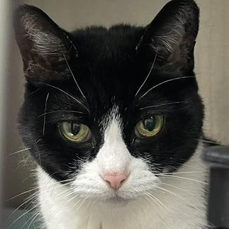 Enlarge Lola, a ADOPTABLE Domestic Short Hair in Attleboro, MA image 2/3