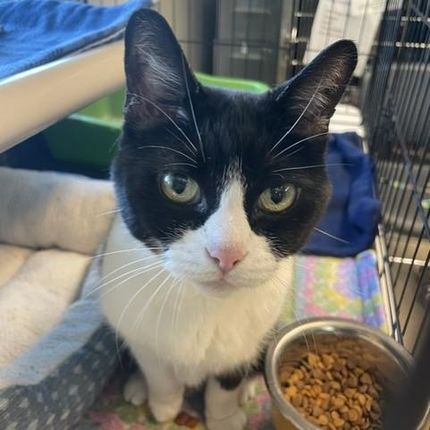 Enlarge Lola, a ADOPTABLE Domestic Short Hair in Attleboro, MA image 3/3