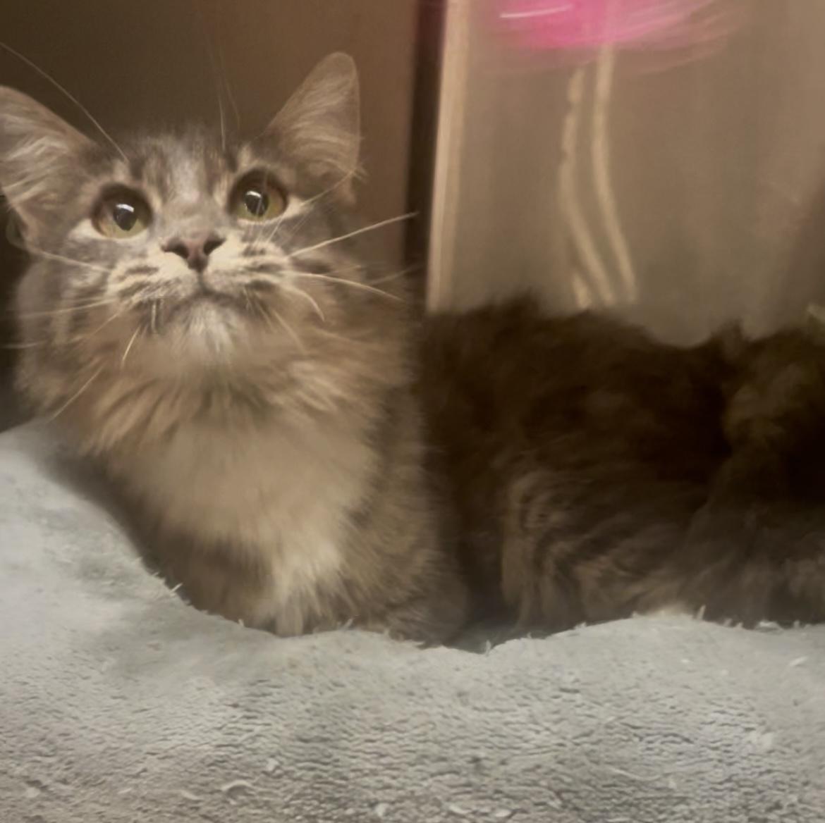 Kimmie, ADOPTABLE, Young Female Domestic Medium Hair.