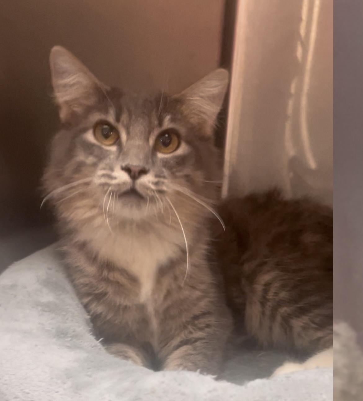 Enlarge Kimmie, a ADOPTABLE Domestic Medium Hair in Baton Rouge, LA image 2/3