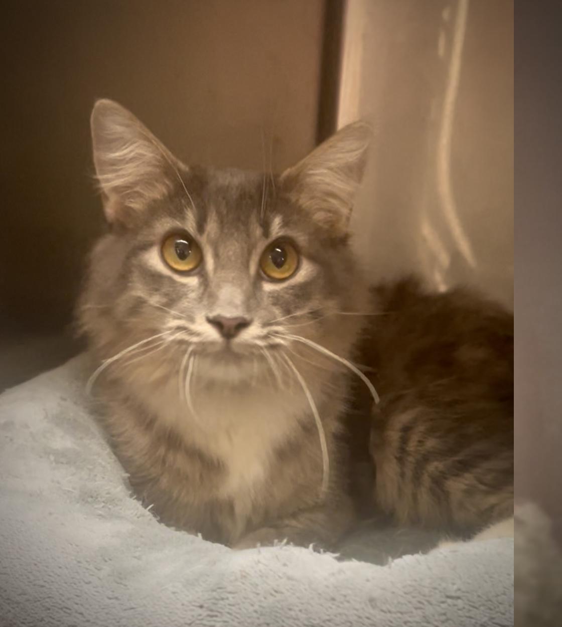 Enlarge Kimmie, a ADOPTABLE Domestic Medium Hair in Baton Rouge, LA image 3/3