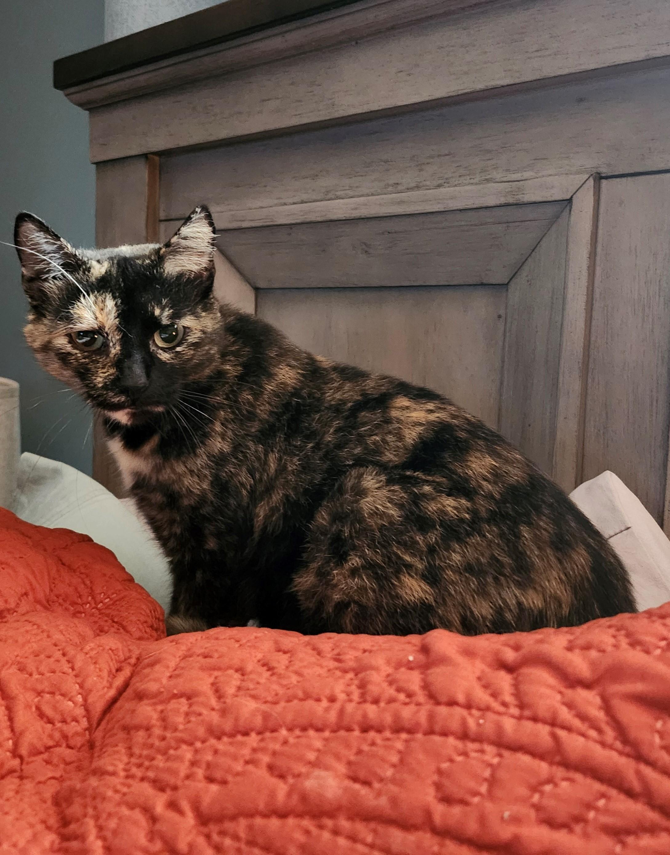 Enlarge Snickers, a Adoptable Domestic Short Hair in Knoxville, TN image 1/3