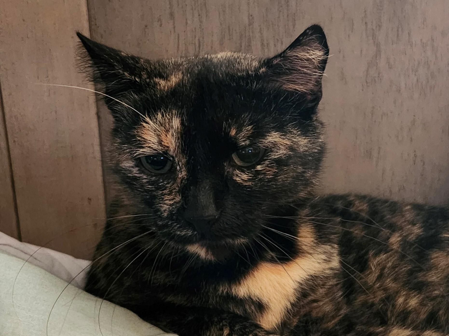 Enlarge Snickers, a Adoptable Domestic Short Hair in Knoxville, TN image 2/3