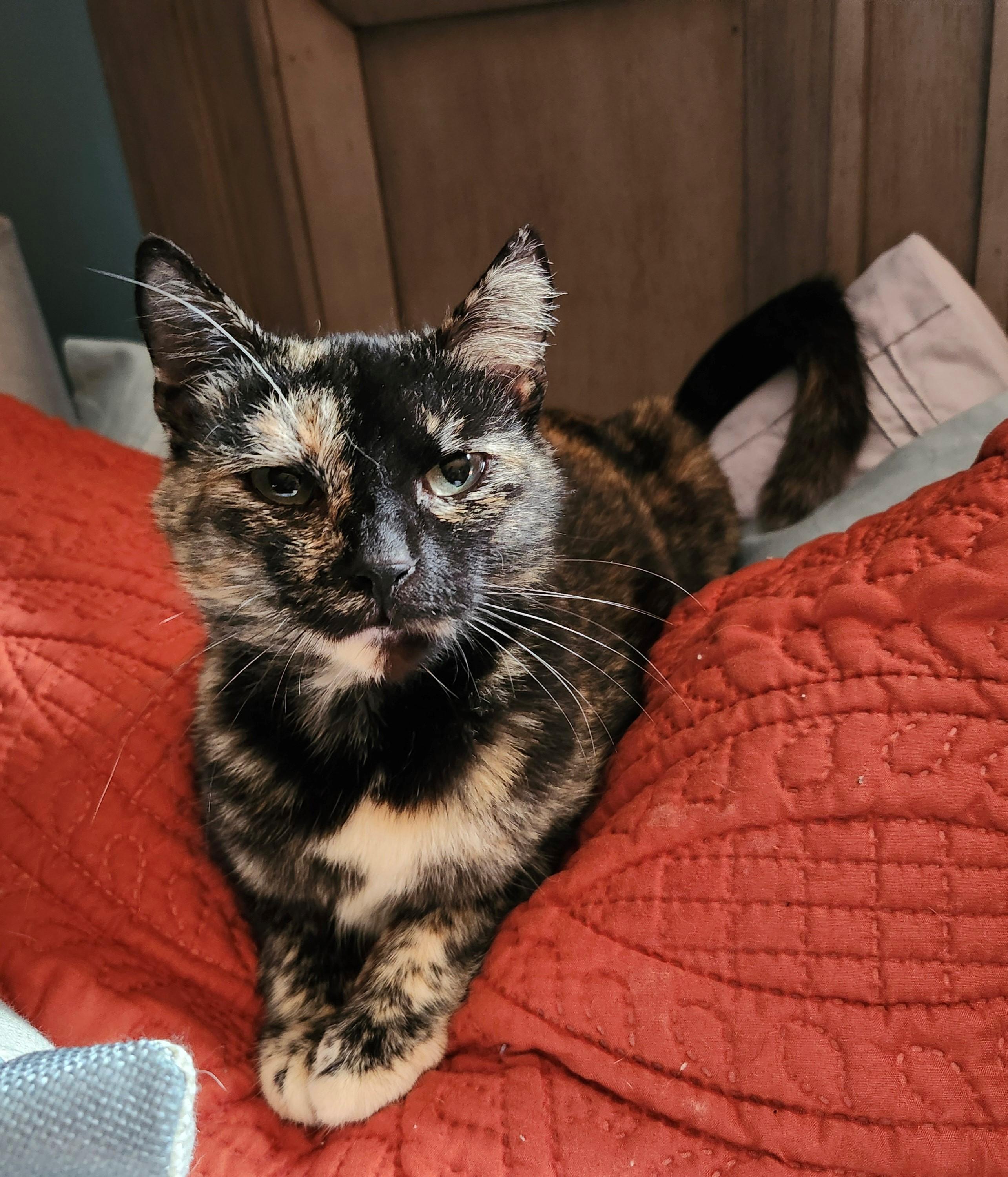 Enlarge Snickers, a Adoptable Domestic Short Hair in Knoxville, TN image 3/3