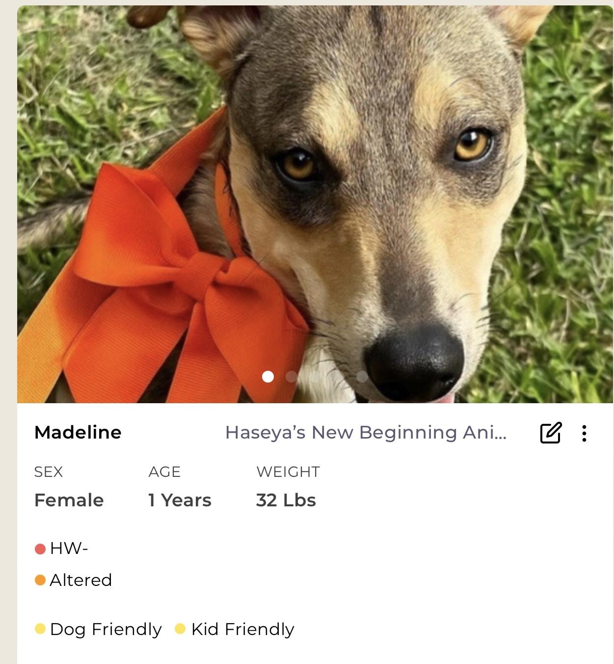 Madeline, Adoptable, Adult Female Mixed Breed.
