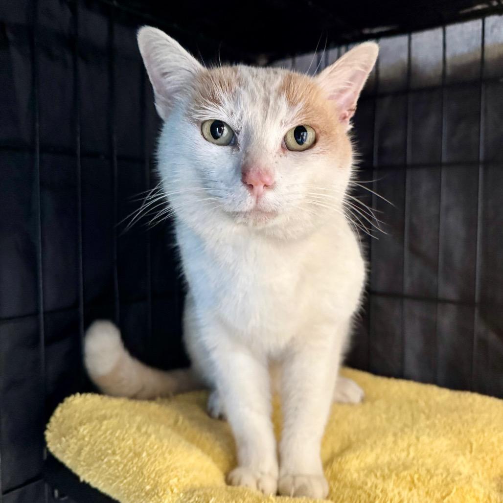 Dougie, Adoptable, Adult Male Domestic Short Hair.
