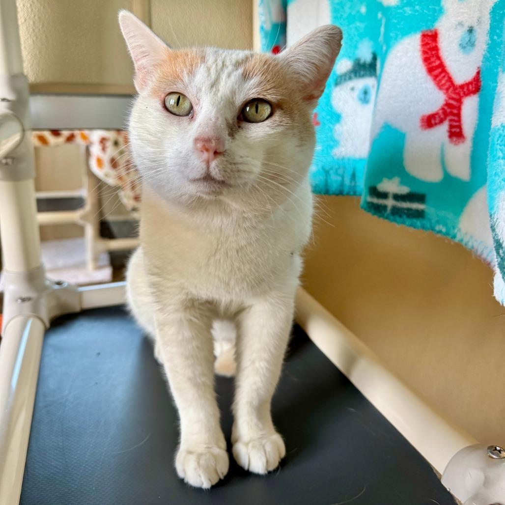 Dougie, a Adoptable Domestic Short Hair in Fredericksburg, TX image 2/2