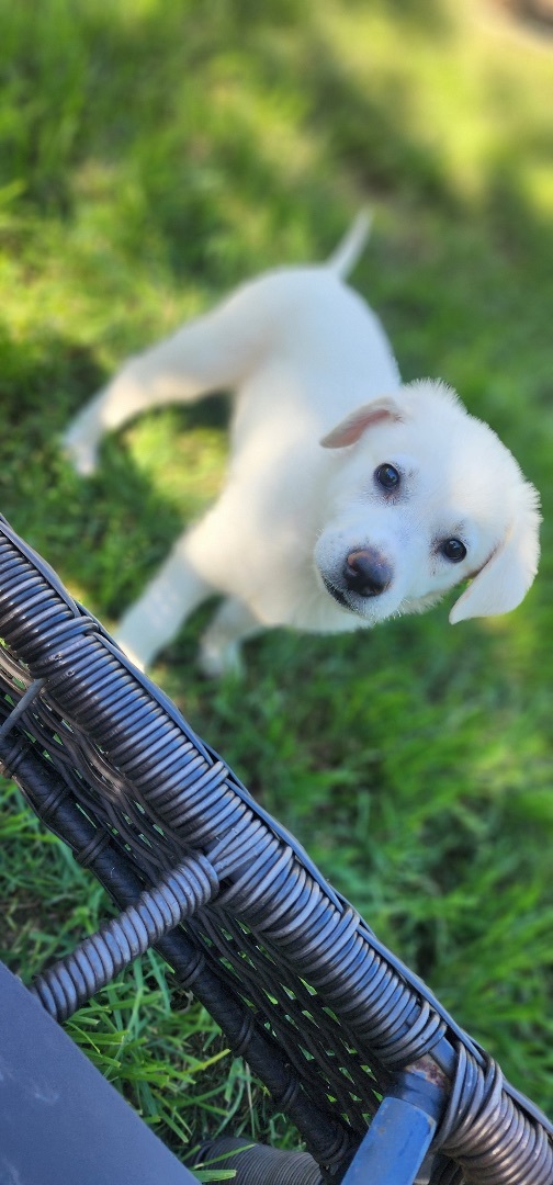 Brulee, Adopted, Puppy Female Labrador Retriever.