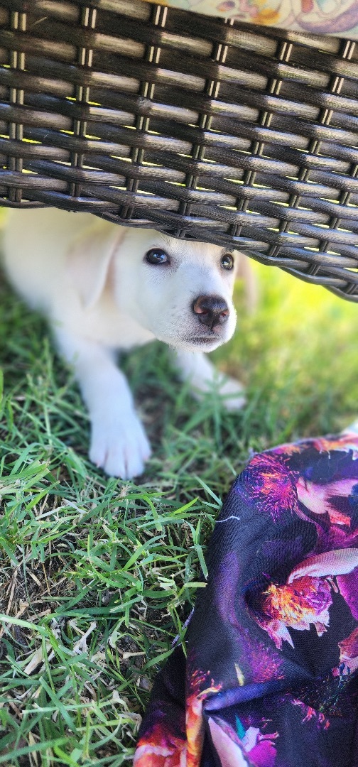 Brulee, a Adopted mixed breed in Warren, RI image 2/5