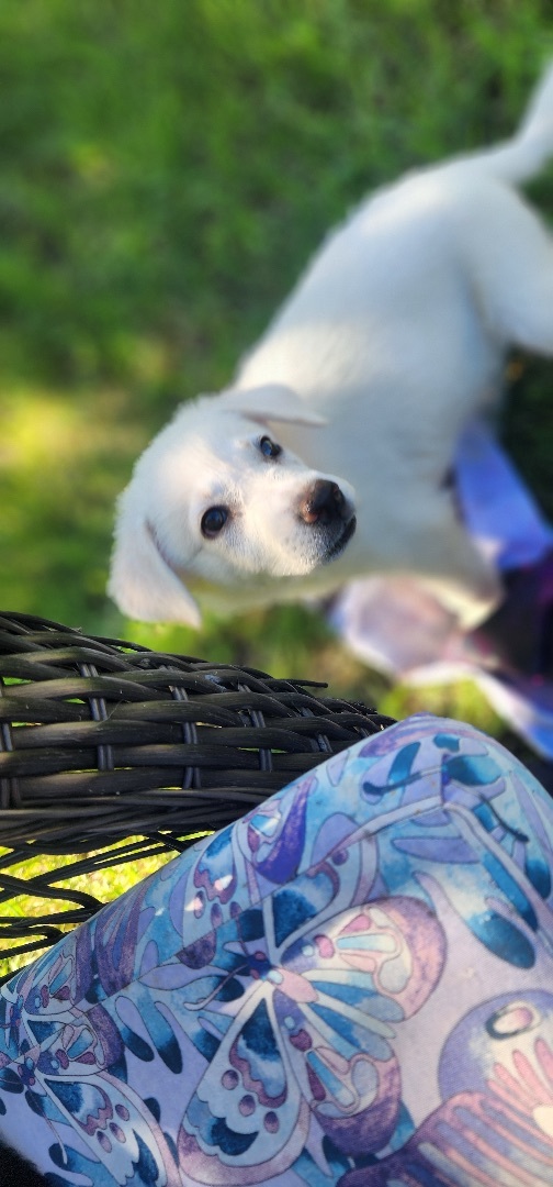 Brulee, a Adopted mixed breed in Warren, RI image 3/5