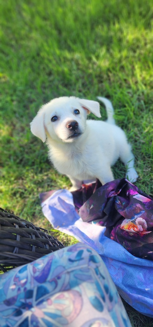 Brulee, a Adopted mixed breed in Warren, RI image 4/5