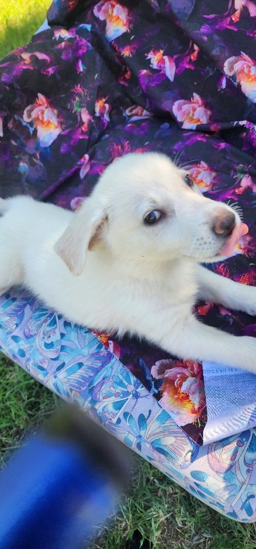 Brulee, a Adopted mixed breed in Warren, RI image 5/5