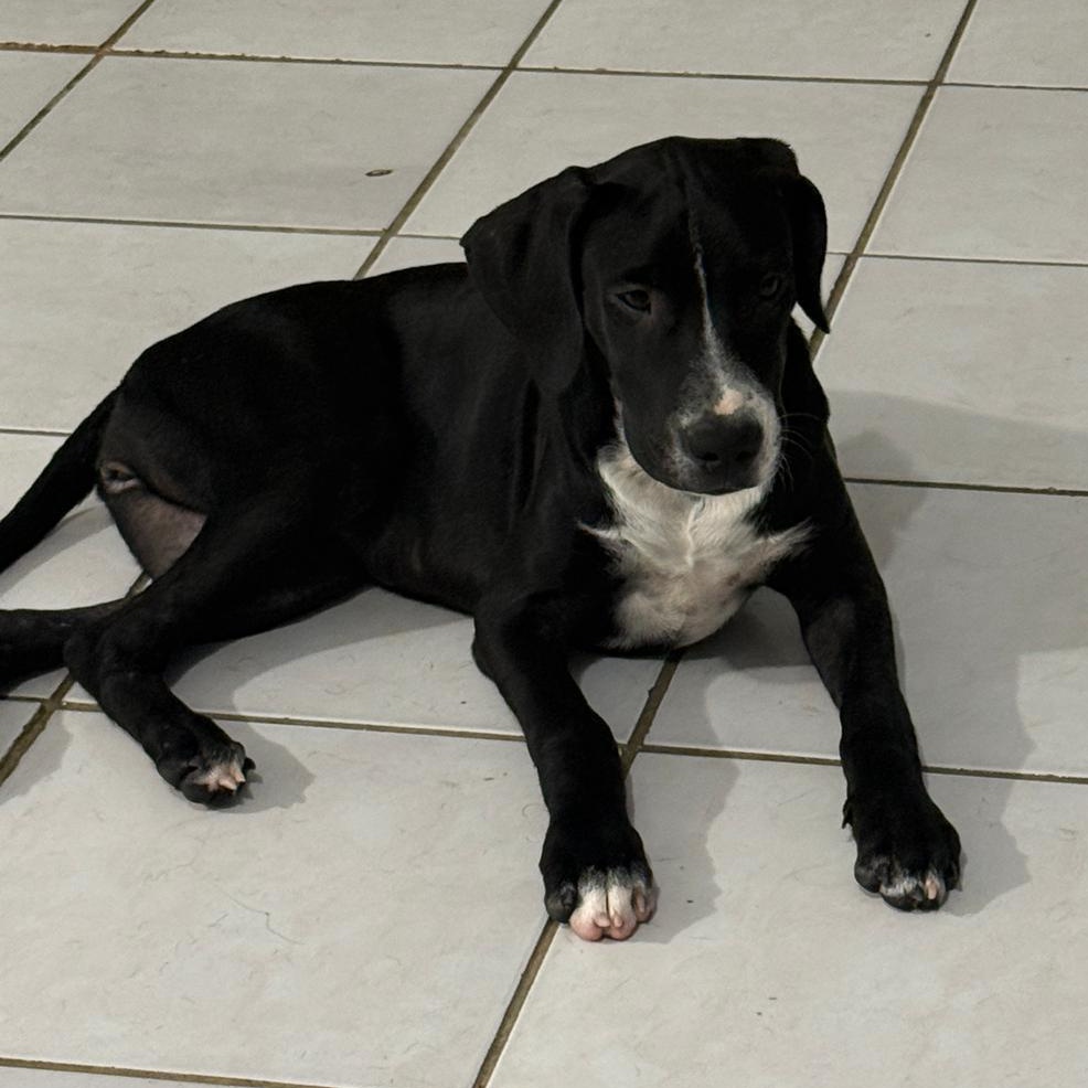 Lia, ADOPTABLE, Young Female Black Labrador Retriever.