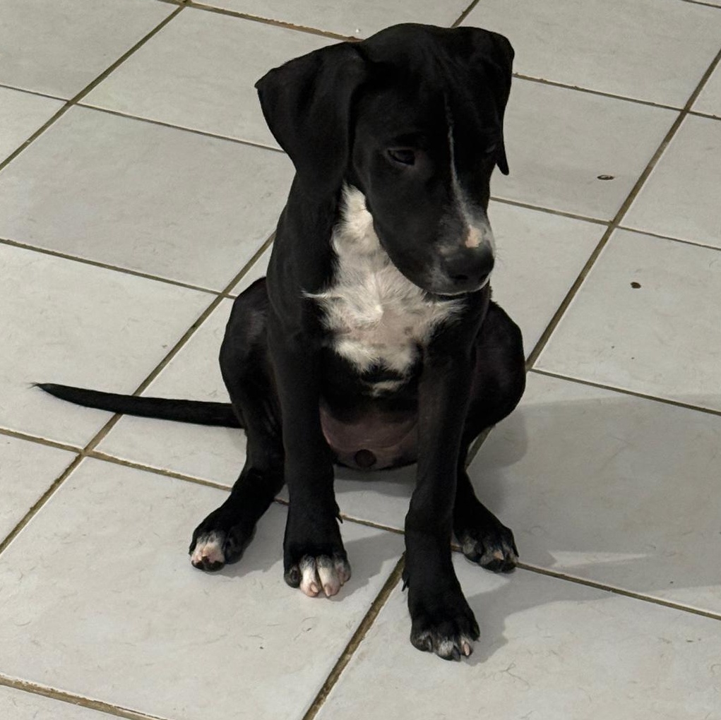 Lia, a ADOPTABLE mixed breed in San Juan, PR image 2/2