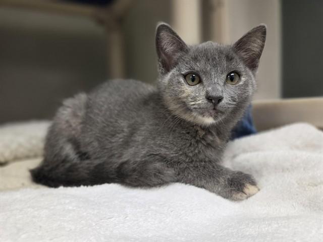 Enlarge SAGE, a Adoptable Domestic Short Hair in Salinas, CA image 1/1