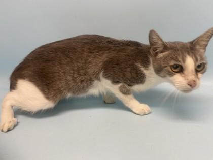Bacon Bit, Adoptable, Adult Female Domestic Short Hair & Domestic Short Hair.