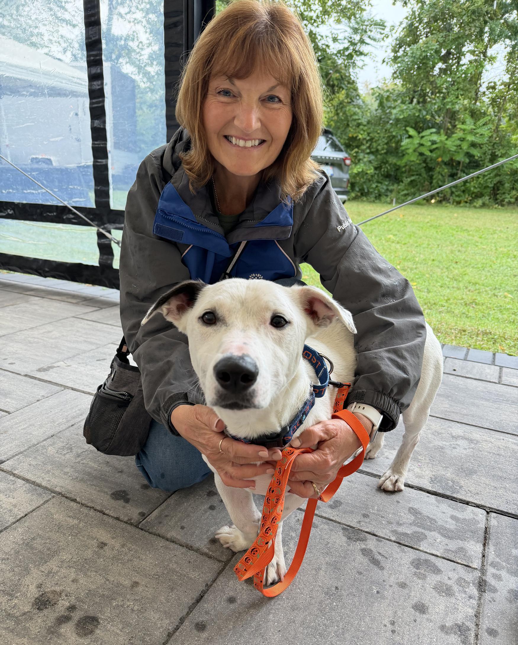 Moose, Adoptable, Adult Male Pit Bull Terrier.