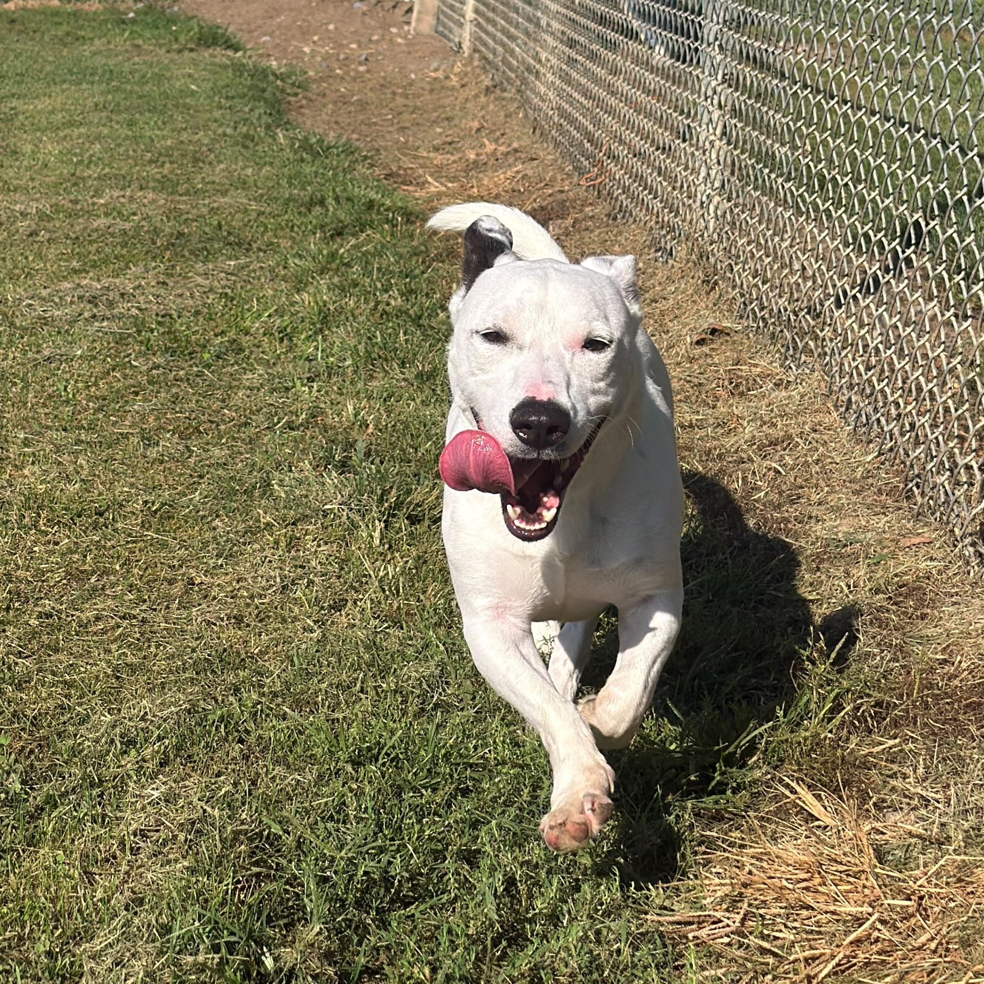 Enlarge Moose, a Adoptable mixed breed in Benton Harbor, MI image 2/5