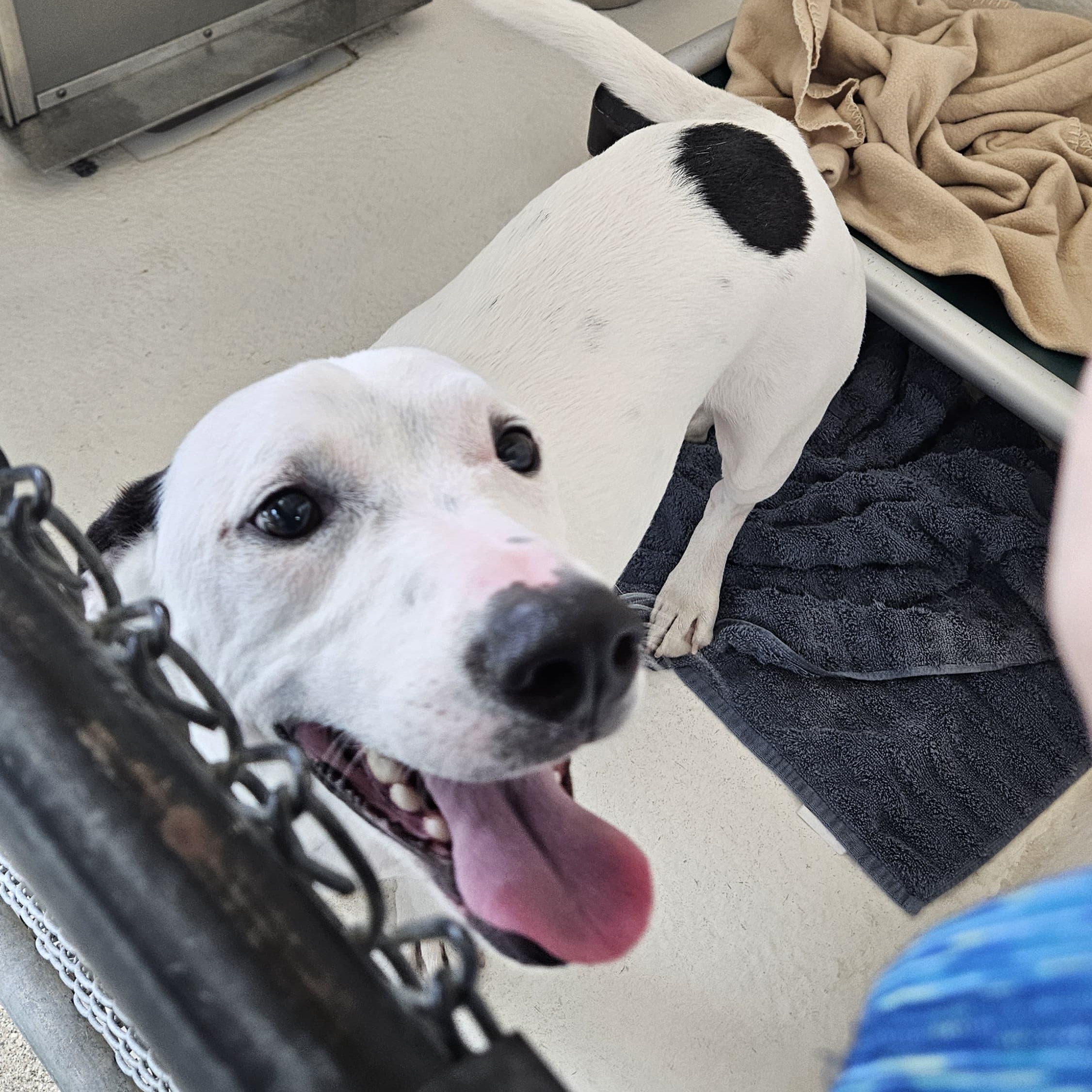 Enlarge Moose, a Adoptable mixed breed in Benton Harbor, MI image 5/5