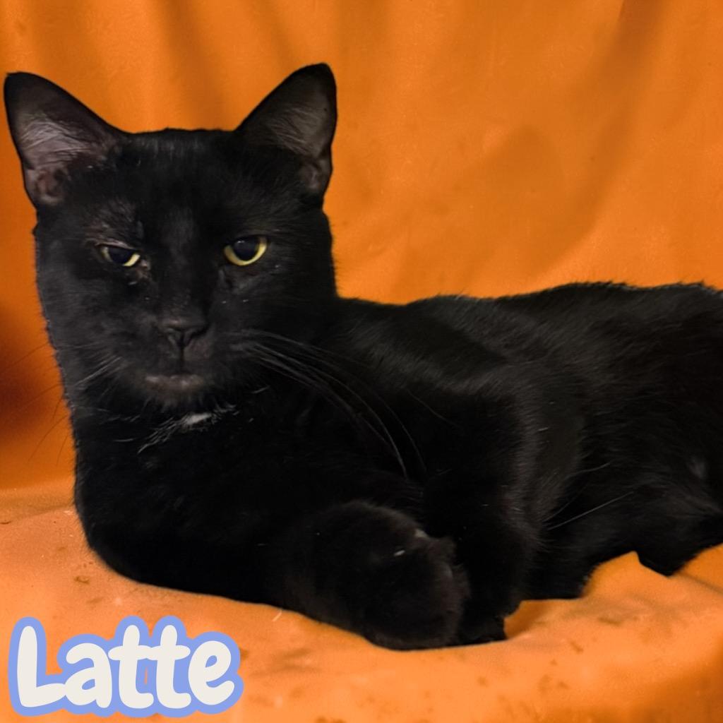 Enlarge Latte, a Adoptable Domestic Short Hair in Sorrento, LA image 1/4