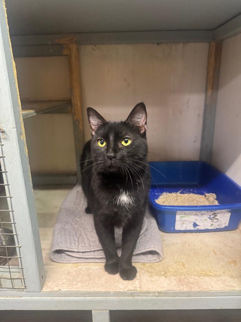 Enlarge Latte, a Adoptable Domestic Short Hair in Sorrento, LA image 2/4