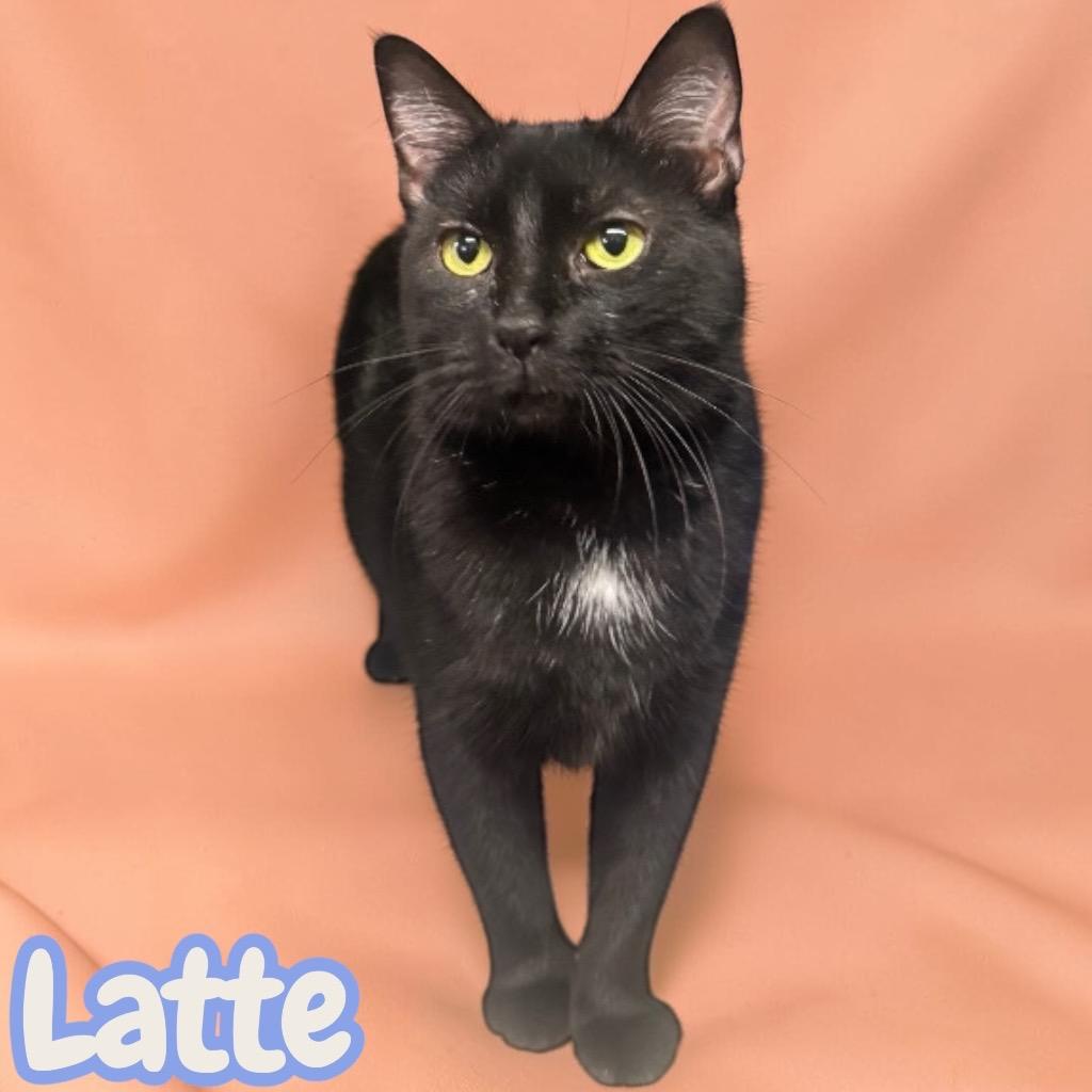Enlarge Latte, a Adoptable Domestic Short Hair in Sorrento, LA image 3/4